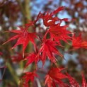 Acer palmatum Masu-kagami - 1