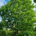 Platanus x hispanica - Foto 1