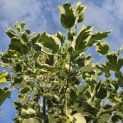 Liriodendron tulipifera 'Snowbird' - 6