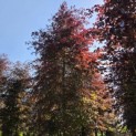 Fagus sylvatica 'Atropunicea' - Foto 3
