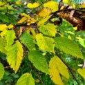 Carpinus betulus