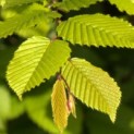 Carpinus betulus