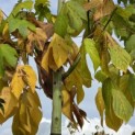 Firmiana simplex - 6