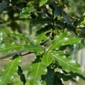 Quercus Rhysophylla 'Maya' - 2