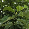 Magnolia 'Yellow Bird' - Foto 3