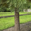 Sequoiadendron giganteum - 4