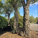 Quercus Suber - 4