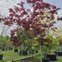 Acer palmatum 'Atropurpureum' - Foto 2