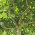 Platanus hispanica - 3
