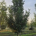 Prunus laur. Caucasica - 5