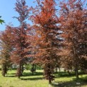 Fagus sylvatica 'Atropunicea' - 2