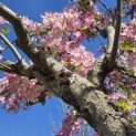 Malus floribunda - 5