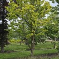 Cornus Florida 'Rainbow' - 2