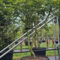 Acer palmatum 'Osakazuki' - Foto 6