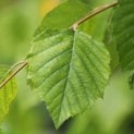 Betula nigra