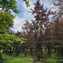 Fagus sylvatica 'Atropunicea' - 987 juni 2024