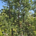 Quercus Suber - Foto 4
