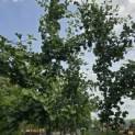 Ginkgo biloba - Foto 2