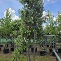 Quercus ilex - 3
