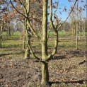 Carpinus betulus - 1