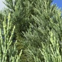 Sequoiadendron giganteum 'Glaucum' - 1