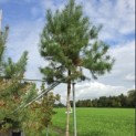 Pinus sylvestris - Foto 3