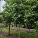Liquidambar styraciflua - 1