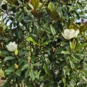 Magnolia grandiflora 'Goliath' - Foto 2