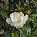 Magnolia grandiflora 'Goliath' - Foto 1