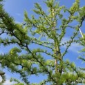 Larix kaempferi 'Diana' - 1