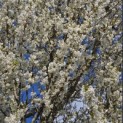 Prunus Umineko - Foto 4