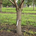 Pinus sylvestris - Foto 3