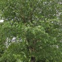 Betula Nigra - 3