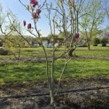 Magnolia 'Lennei' - 1