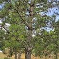 Pinus nigra subsp. Nigra - Foto 3