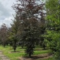 Fagus sylvatica 'Atropunicea' - 3