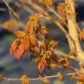 Acer palmatum 'Bi-hoo' - 1