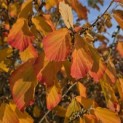 Hamamelis x intermedia 'Arnold Promise' - 2
