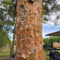 Pinus sylvestris 'Glauca' - 6