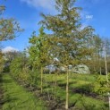 Carpinus Henryana - 5