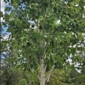 Acer rubrum 'Red Sunset' - 4