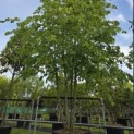 Tilia x europaea 'Pallida' - Foto 1