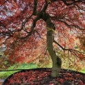 Acer palmatum 'Shigure bato' - Foto 4