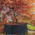 Acer palmatum 'Shigure bato' - Foto 1