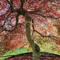 Acer palmatum 'Shigure bato' - Foto 3