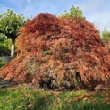 Acer palmatum 'Shigure bato' - Foto 5