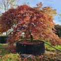 Acer palmatum 'Shigure bato' - Foto 2