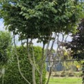 Parrotia persica - 5