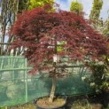Acer palmatum 'Garnet' - Foto 4
