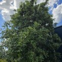 Quercus ilex - Foto 3